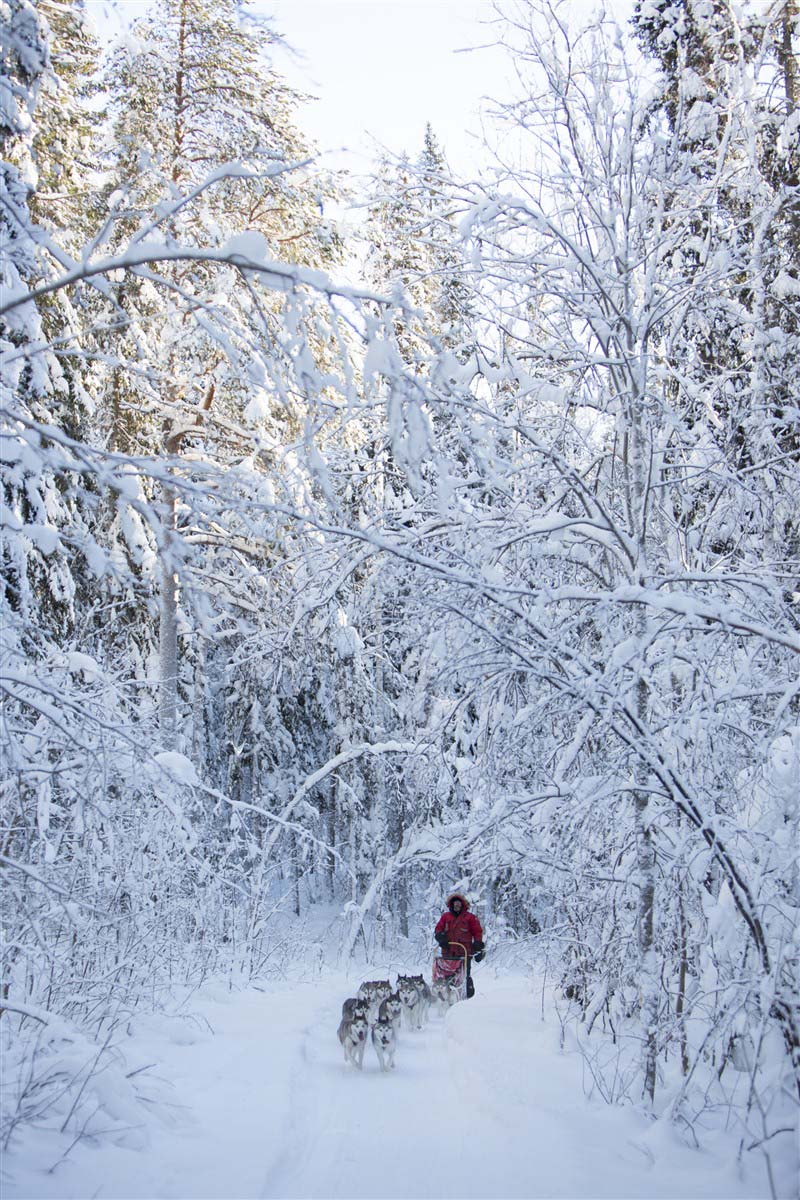 Dog sledding - Sweden