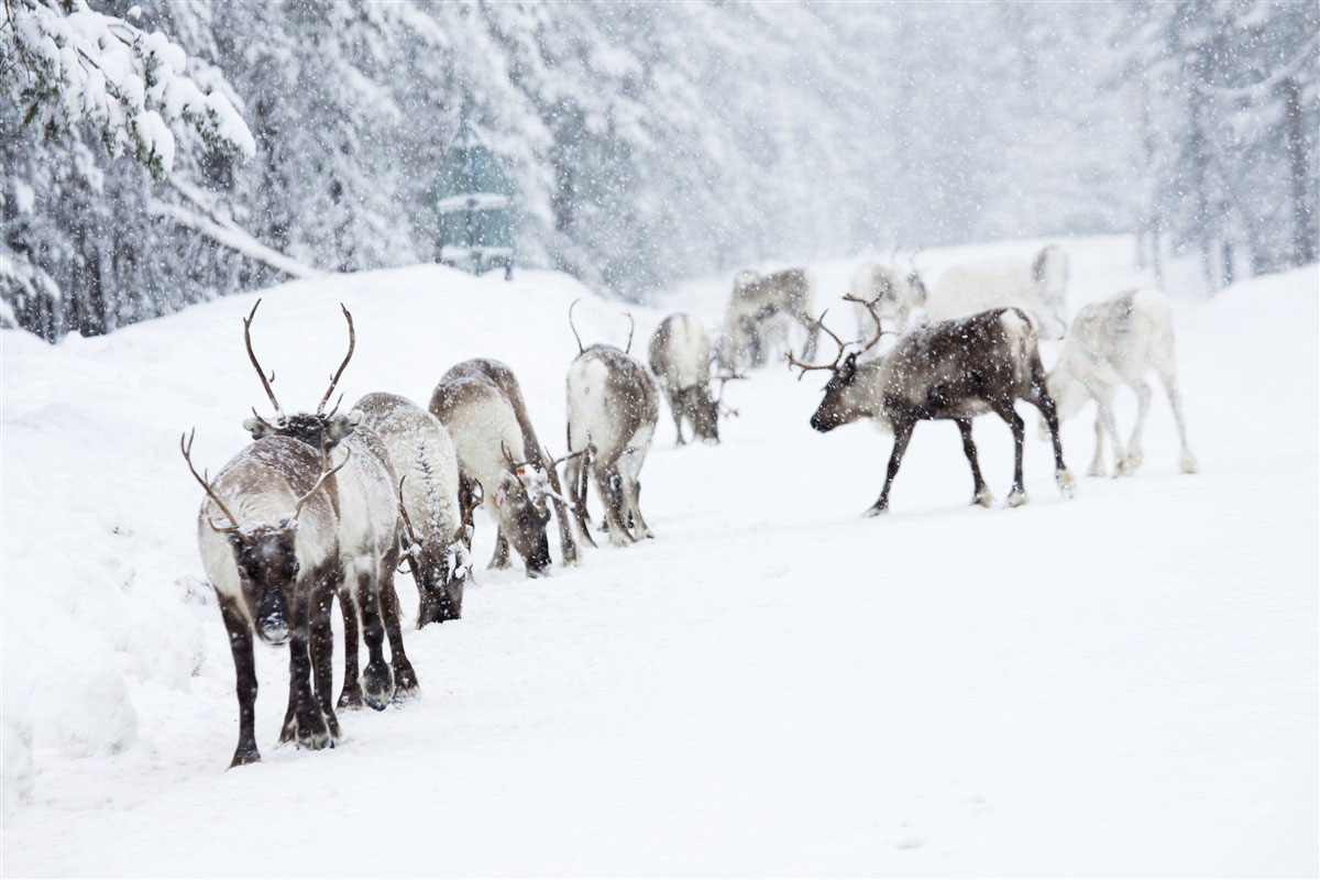 Reindeers - Lapland - Sweden
