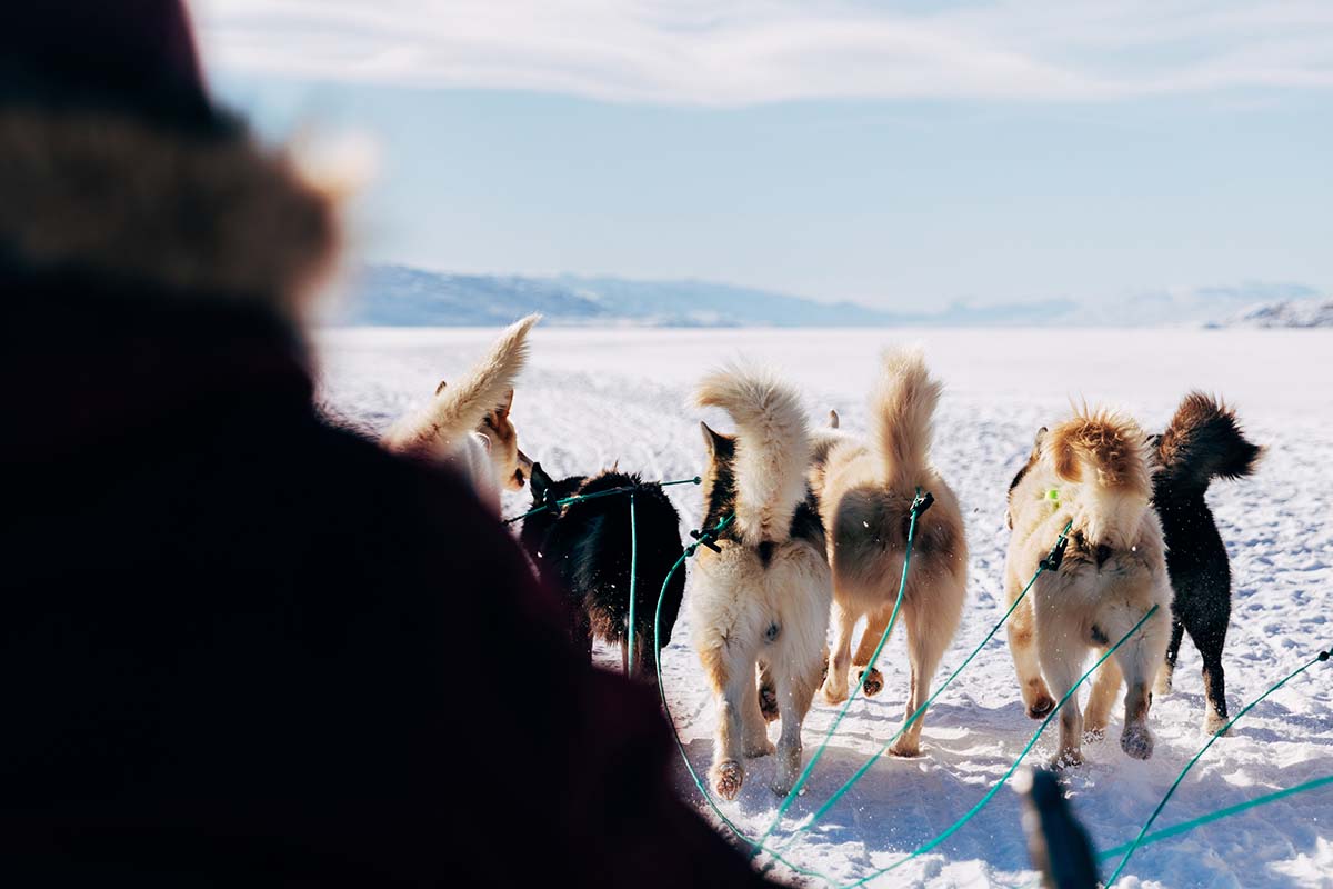 Dog sledding - Sweden