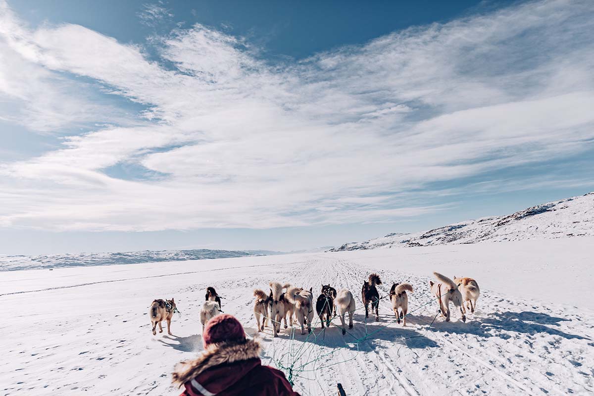 Dog sledding - Sweden