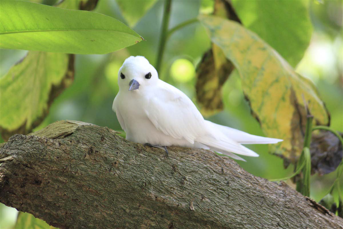 Terns -  Cousin Island - Seychelles