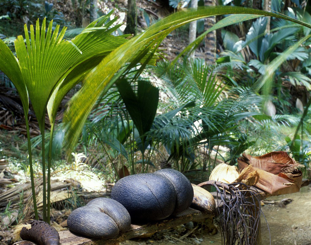 May Valley - Praslin - Seychelles