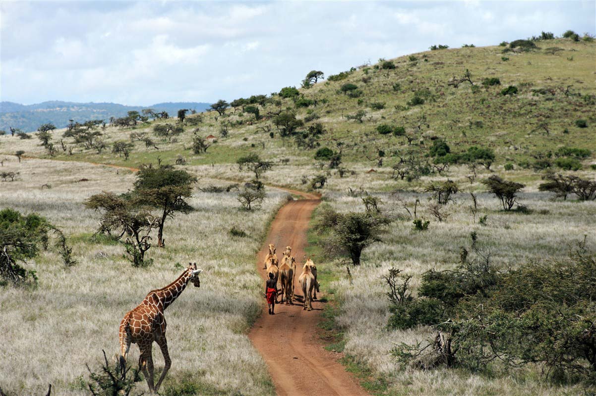 Giraffe and camels - Laikipia - Kenya