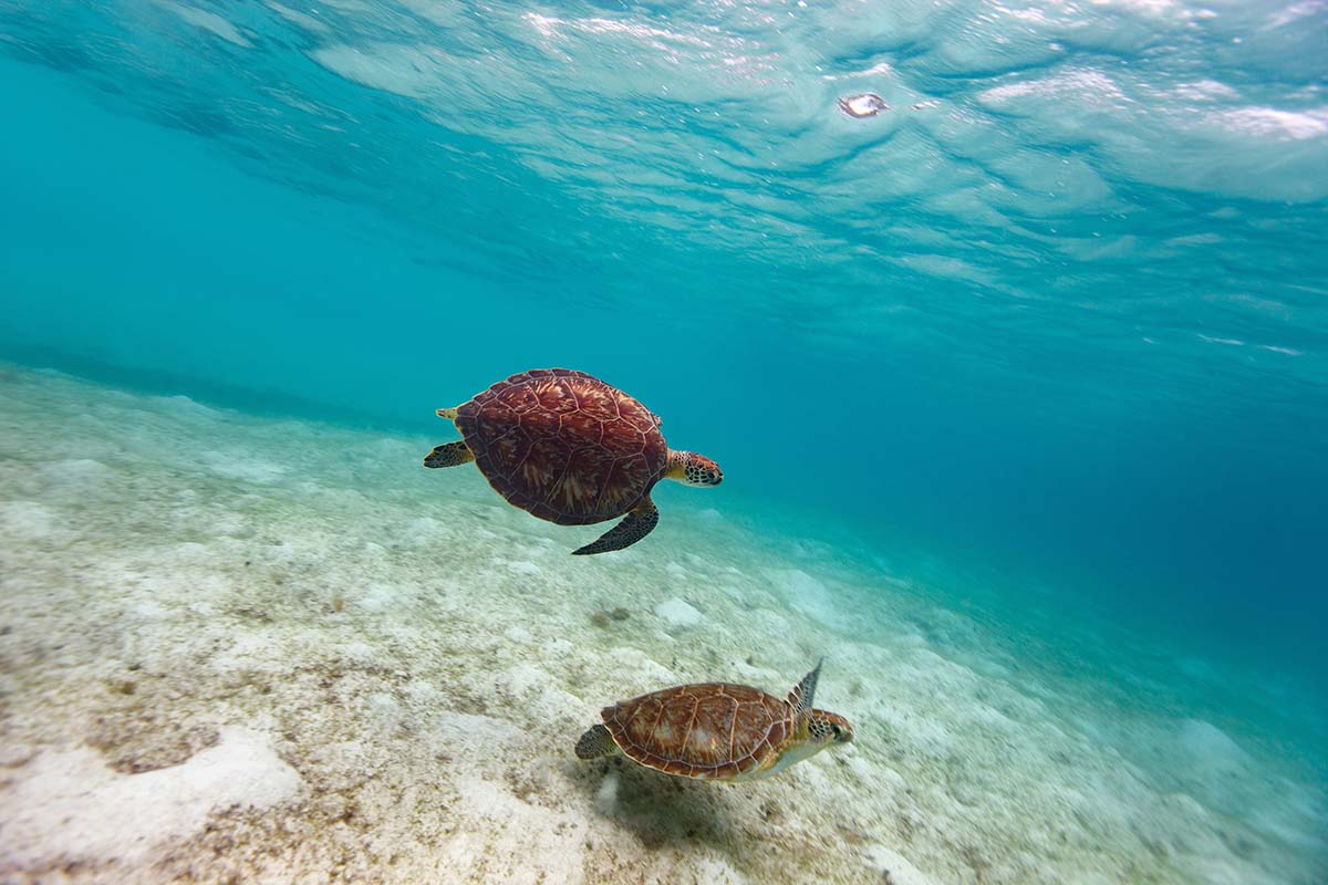 Turtles in Seychelles