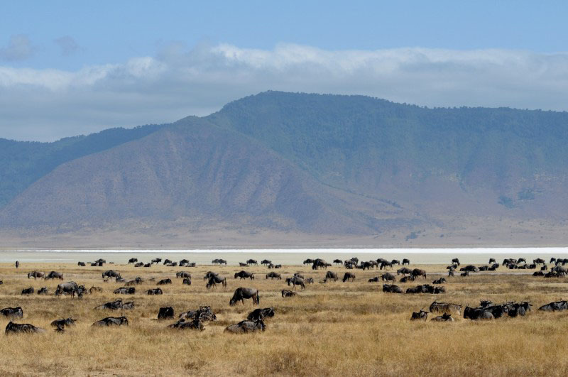 Ngorongoro - Tanzania