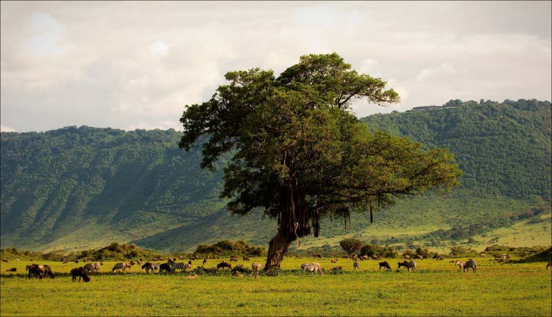 Ngorongoro Crater - Tanzania