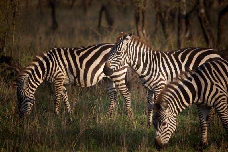 Zebras - Tanzania