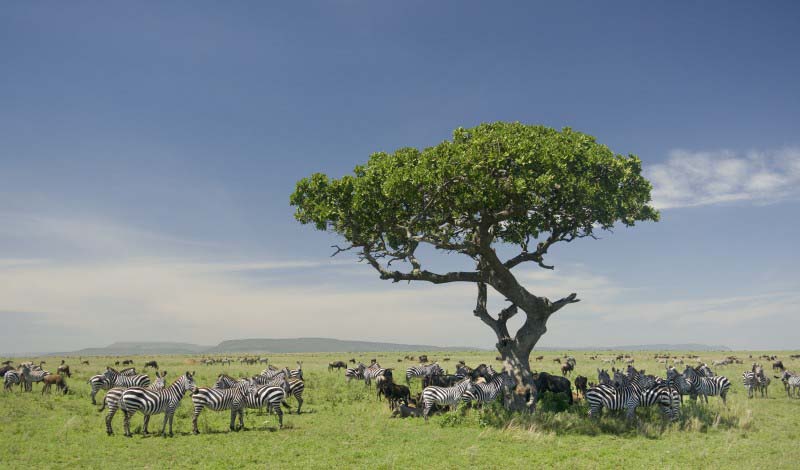 Zebras near Serengeti - Tanzania