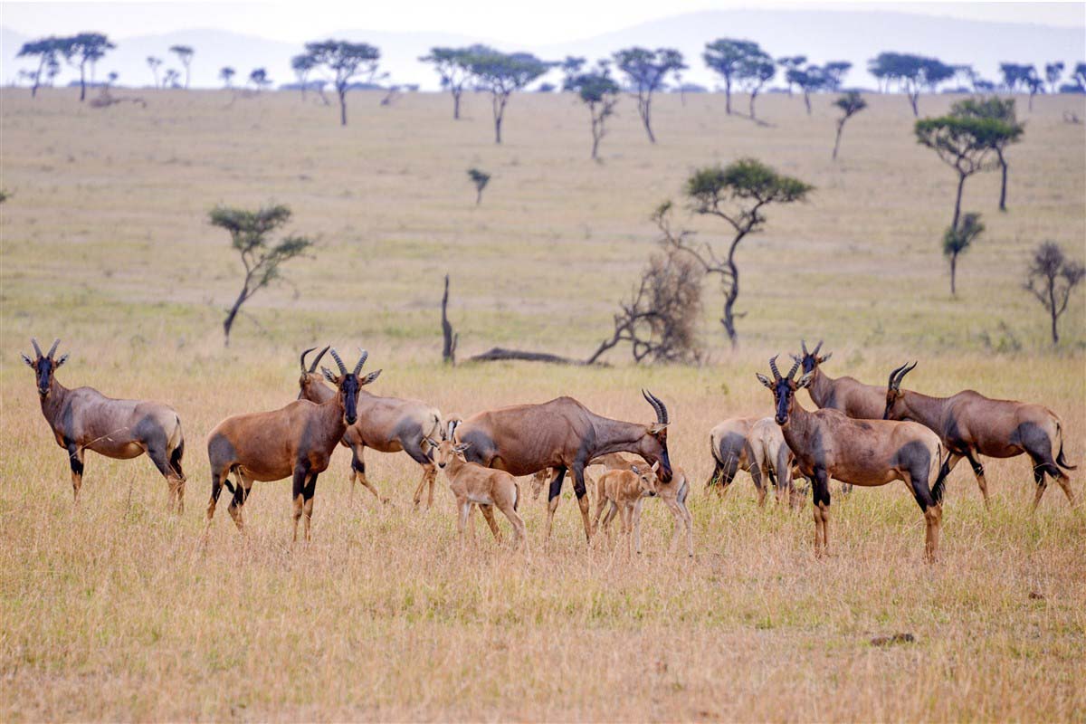 Tarangire National Park - Tanzania