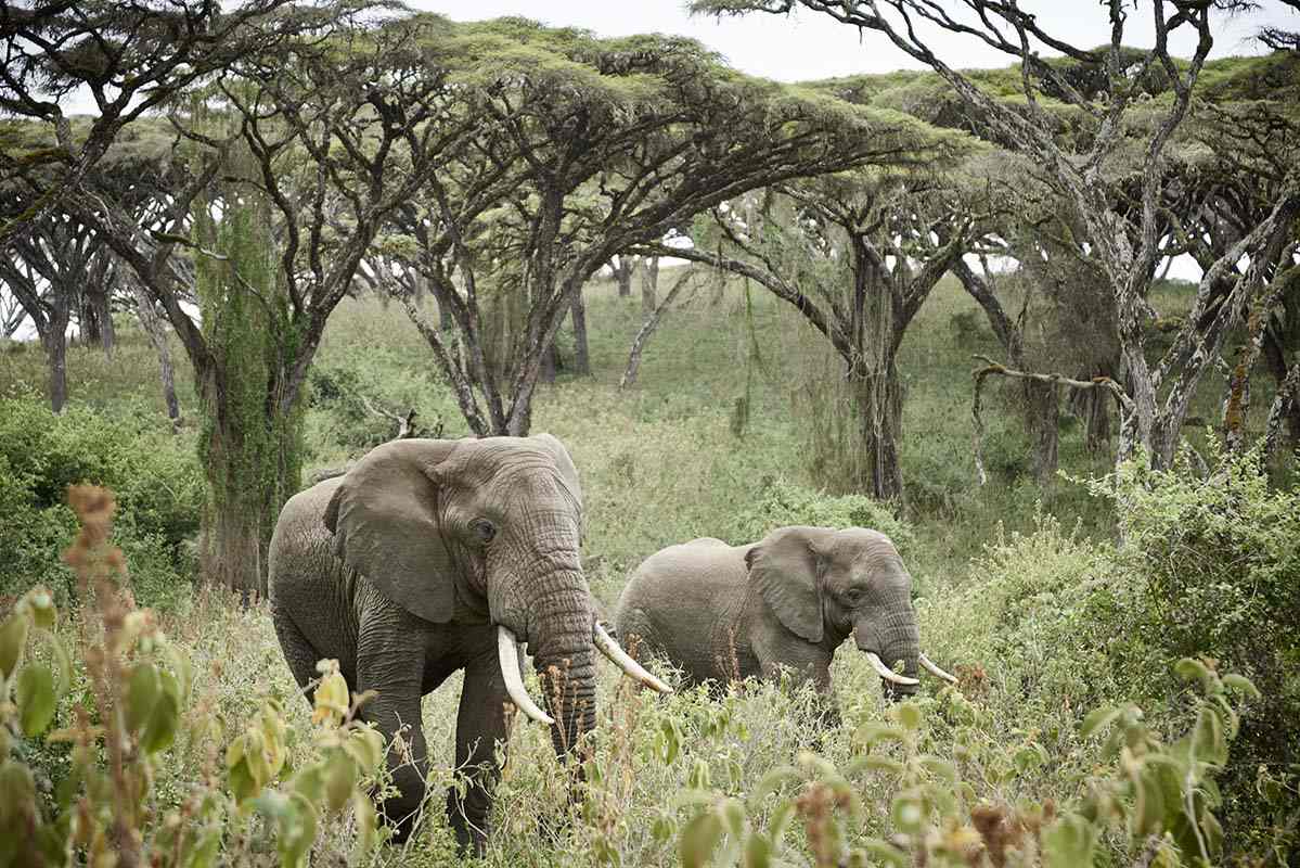 Elephants - Tanzania