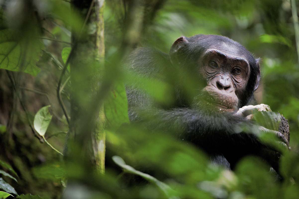 Chimpanzee - Uganda