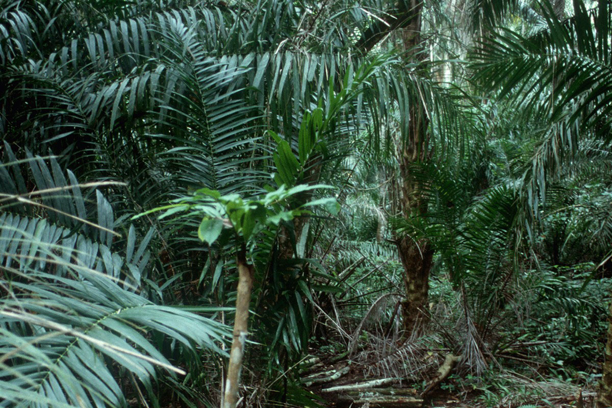 Jungle in Uganda