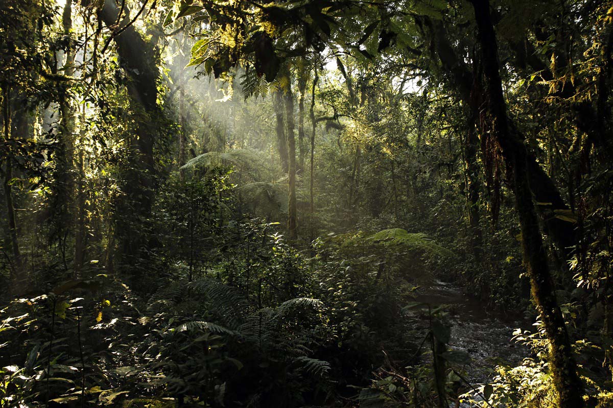 Bwindi Impenetrable Forest - Uganda