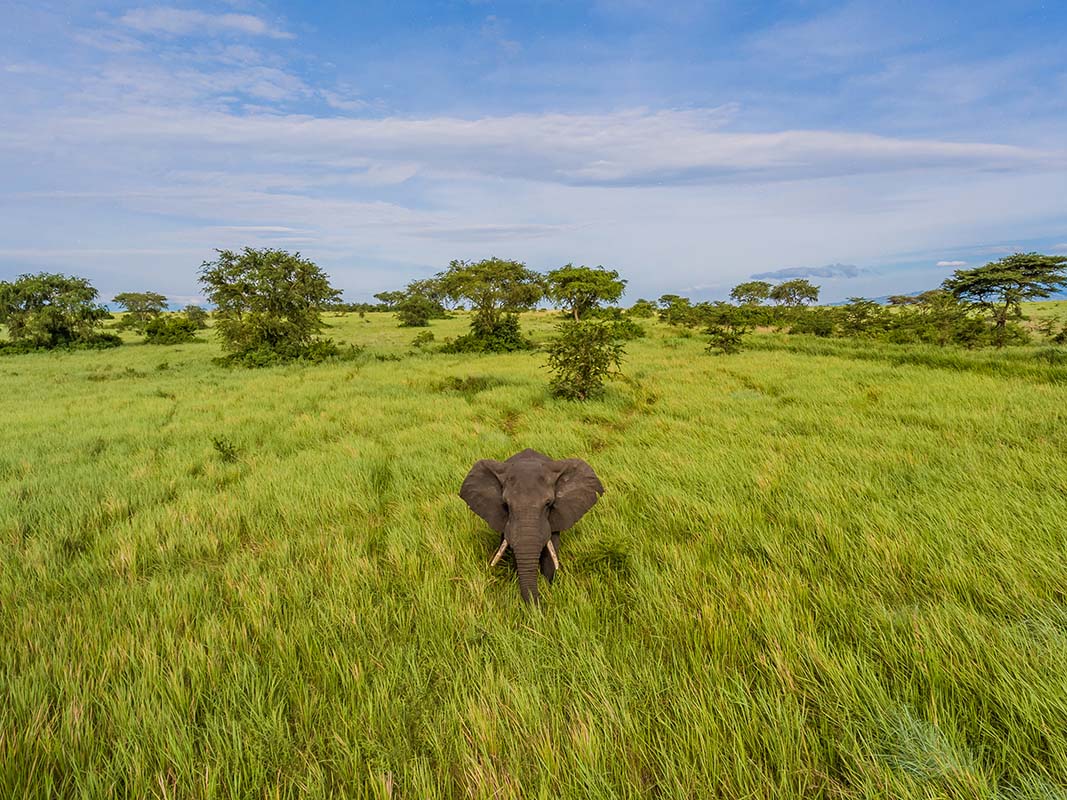 Elephants in the bush - Uganda