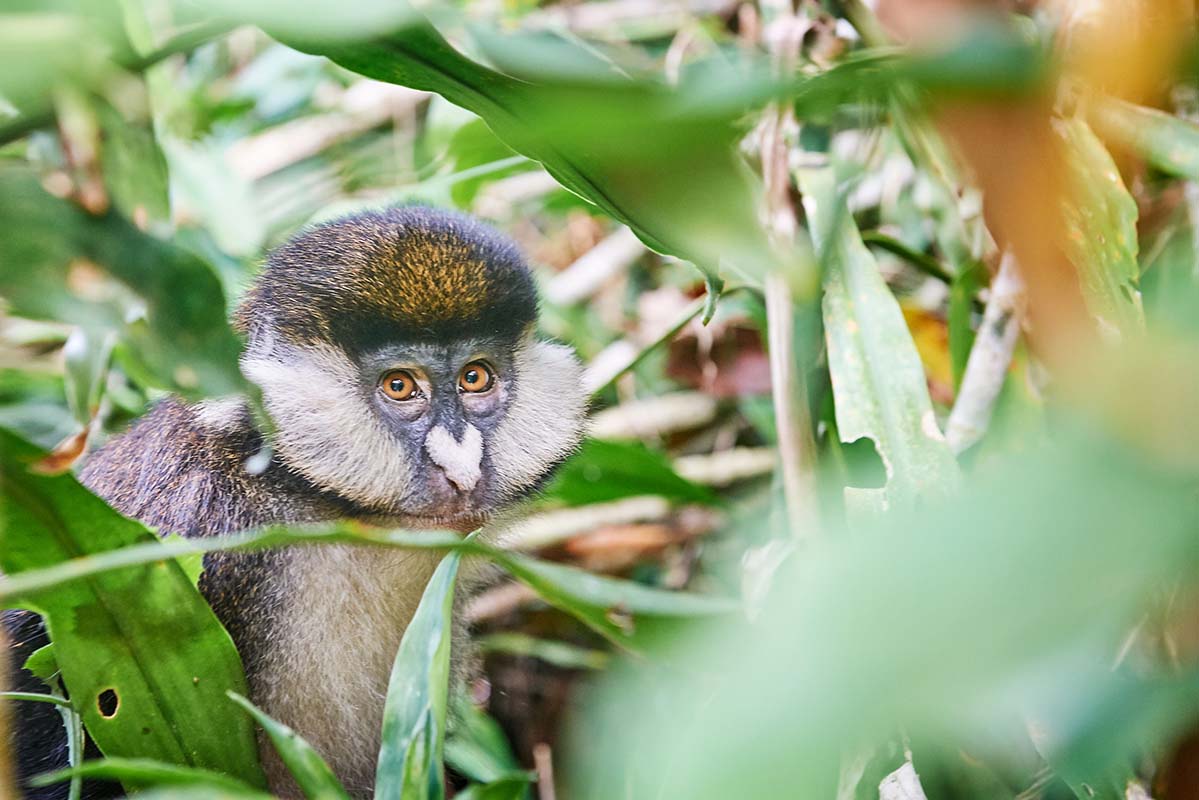 Monket - Uganda