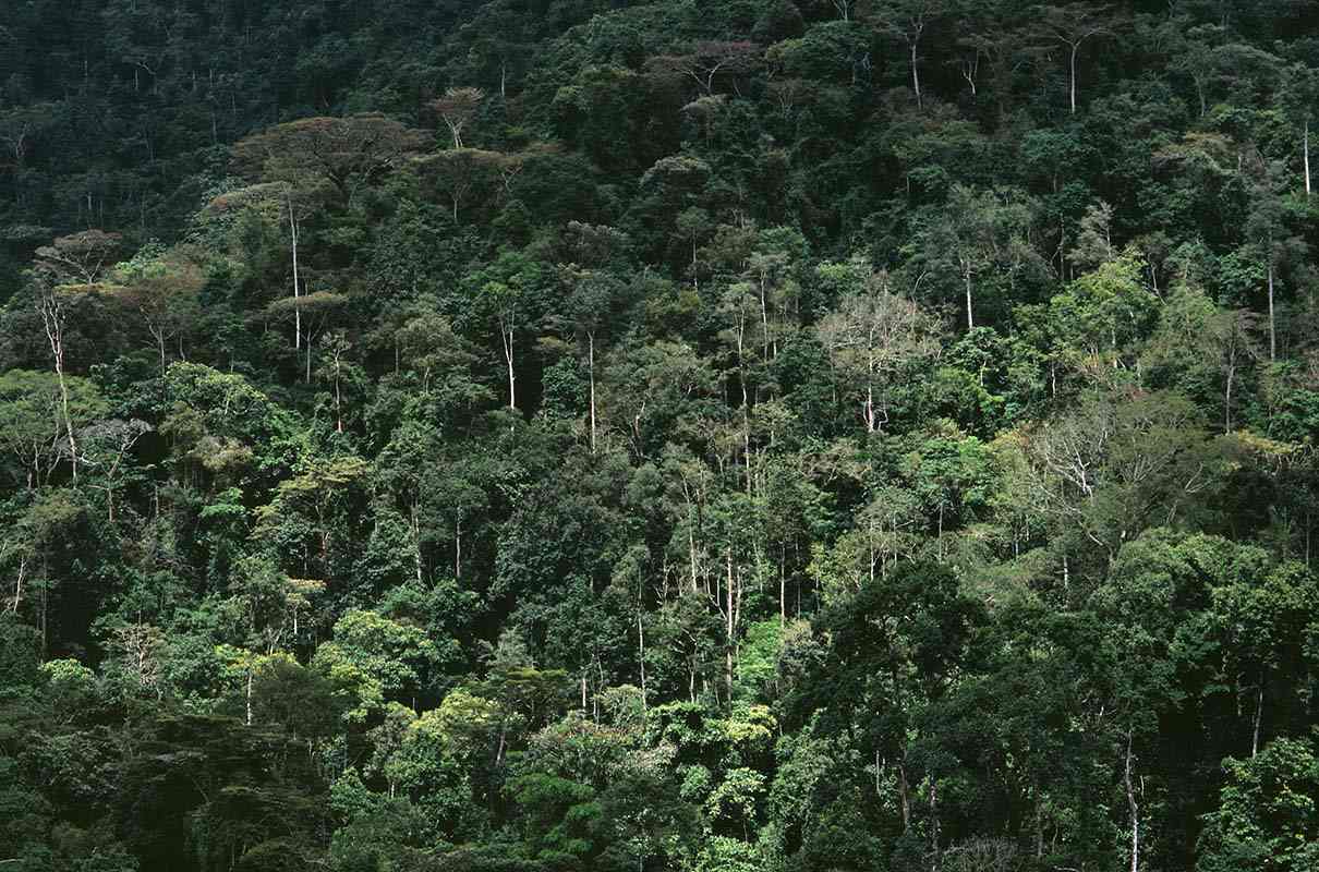 Forest of Uganda