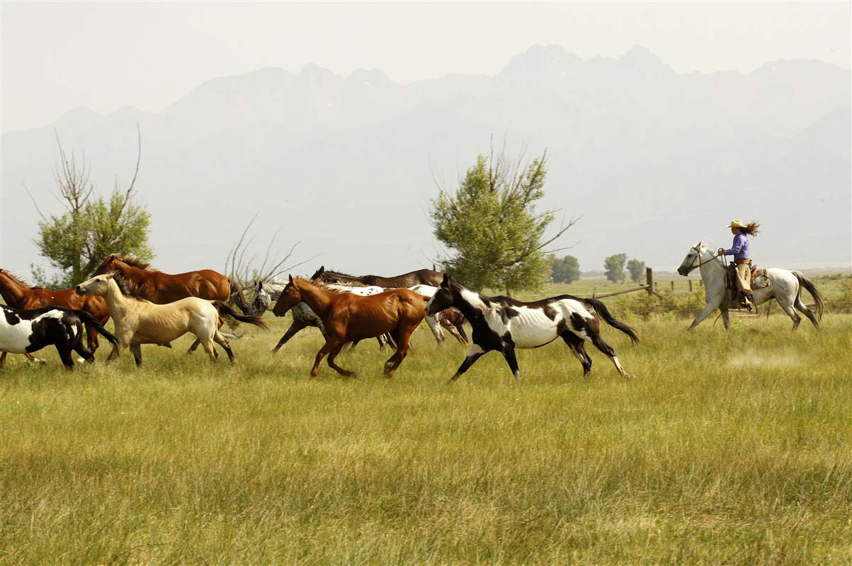 Running horses - Zapata Ranch - Colorado - United States