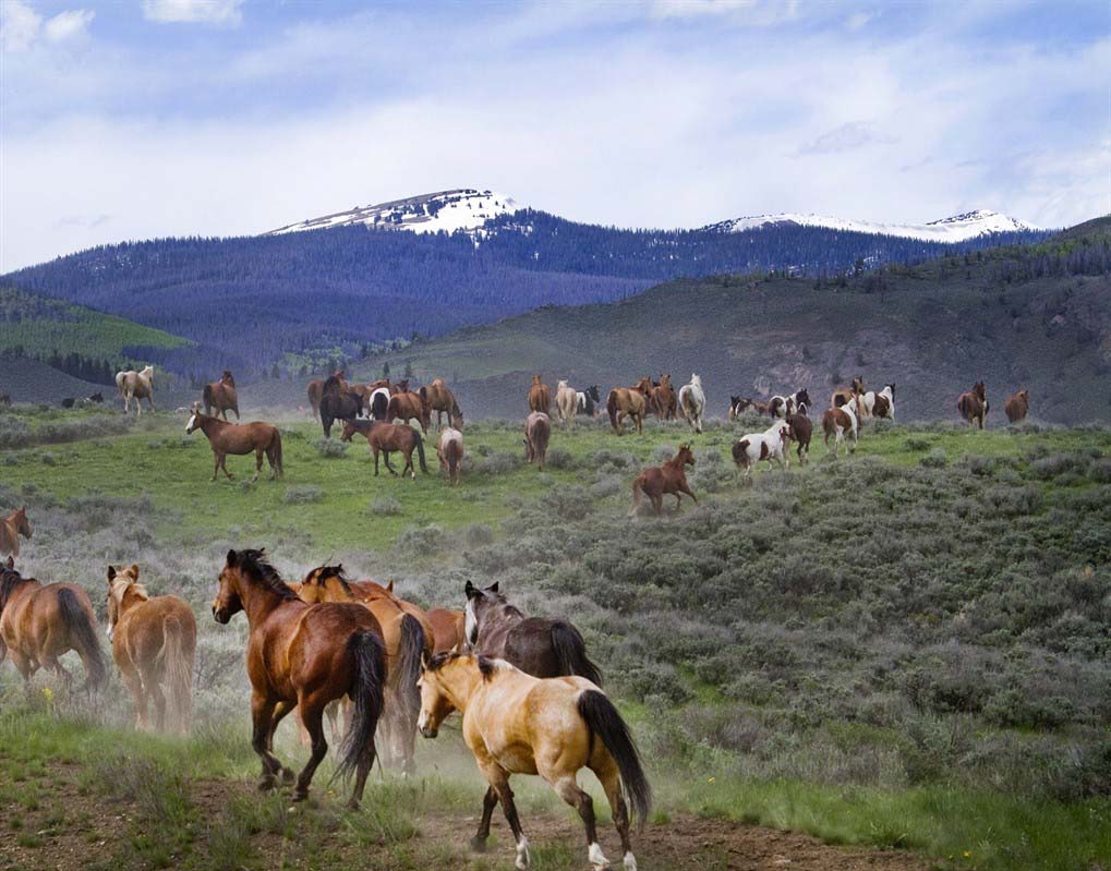 Horses - C Lazy U Ranch - Granby - United States