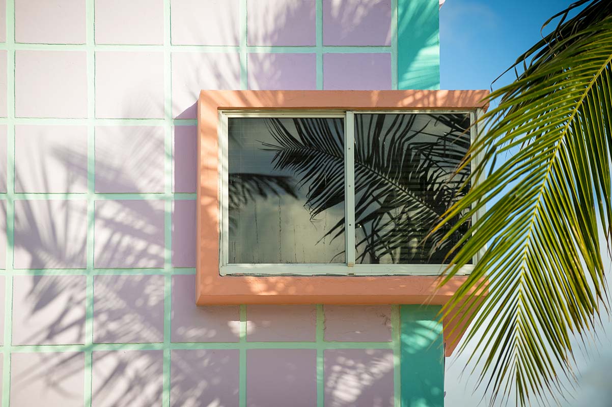 Winddow and palm tree
