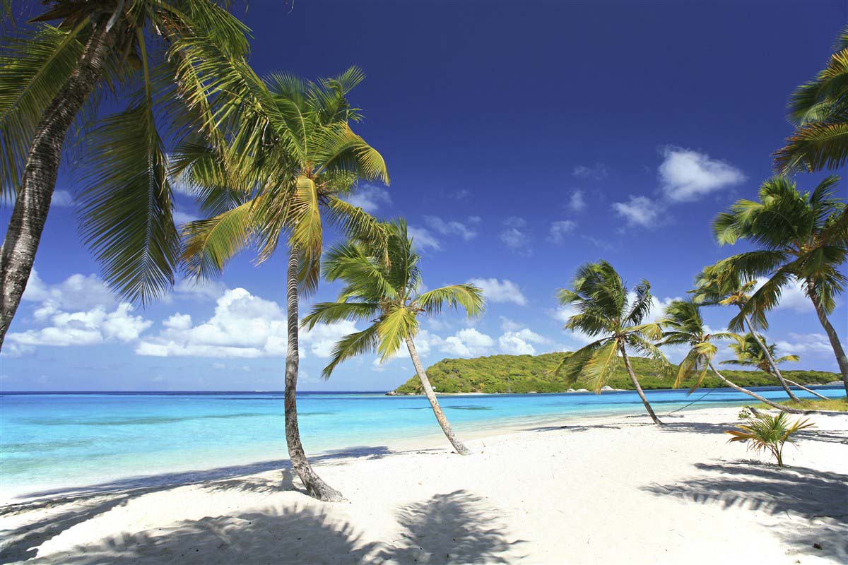 Palm trees and beach - Saint Vincent