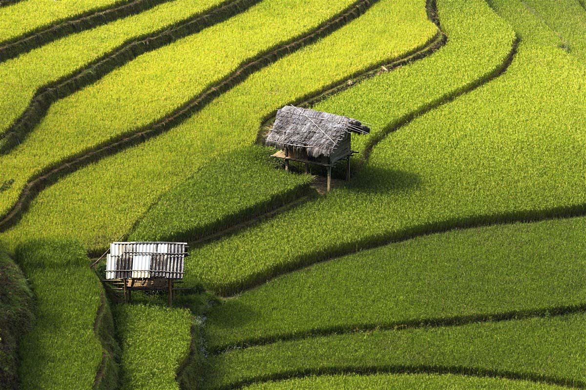 Rice field in Vietnam