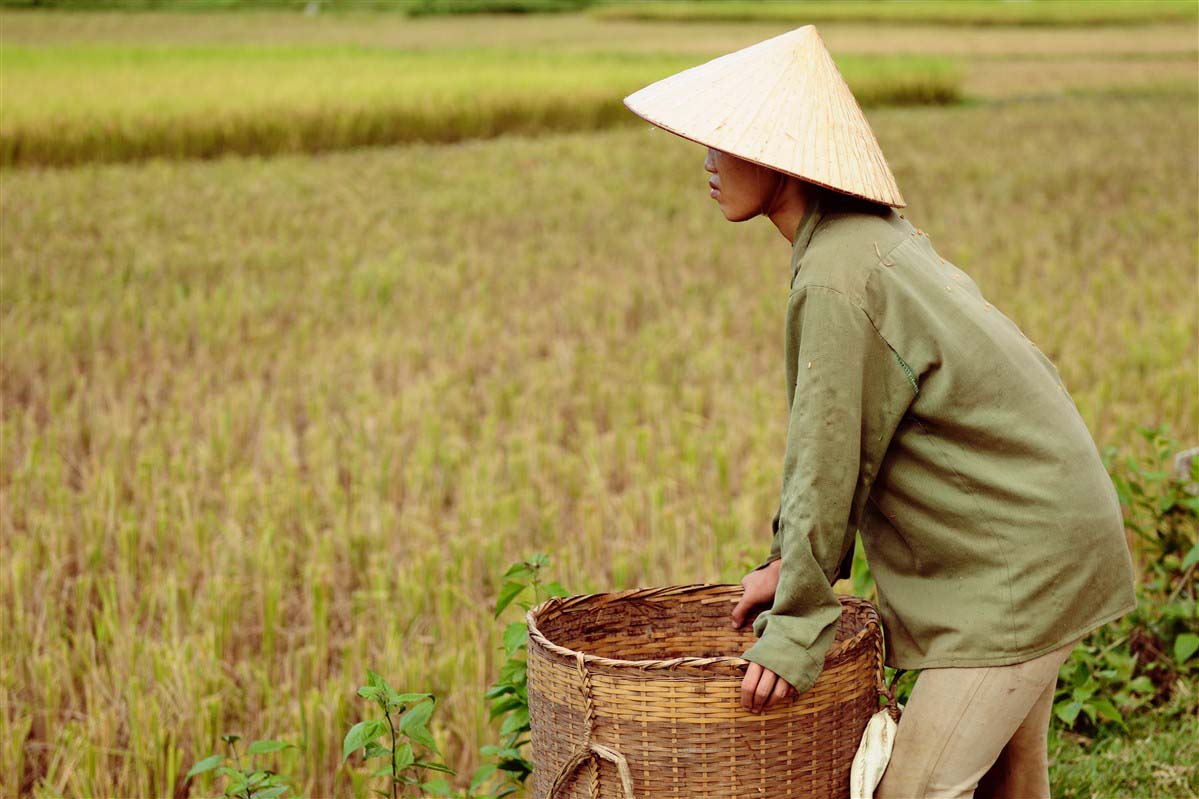 Rice - field Lai Chau region - Vietnam