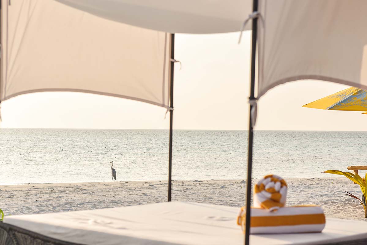 Beach and bird - Vietnam