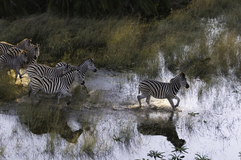 Zebras - Okavango Delta - Botswana