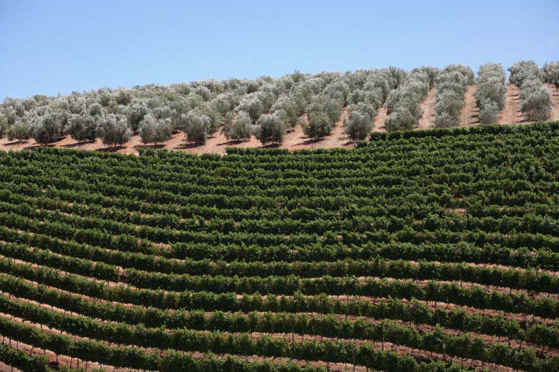 Vineyards - South Africa