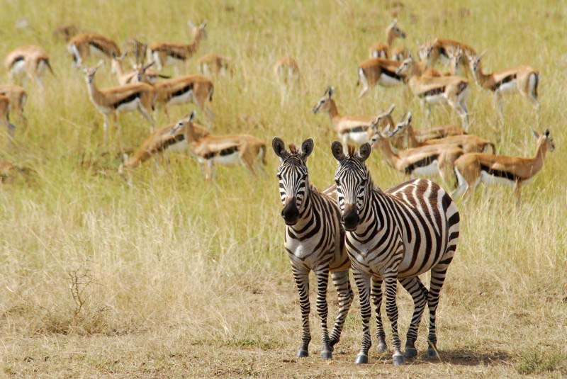 Zebras - Kenya