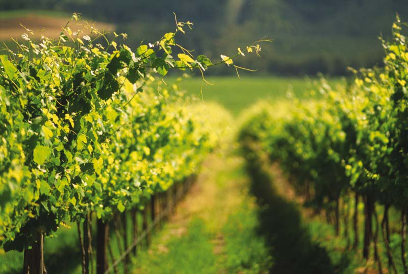 Itinerary Cape Town,The Winelands and Cape