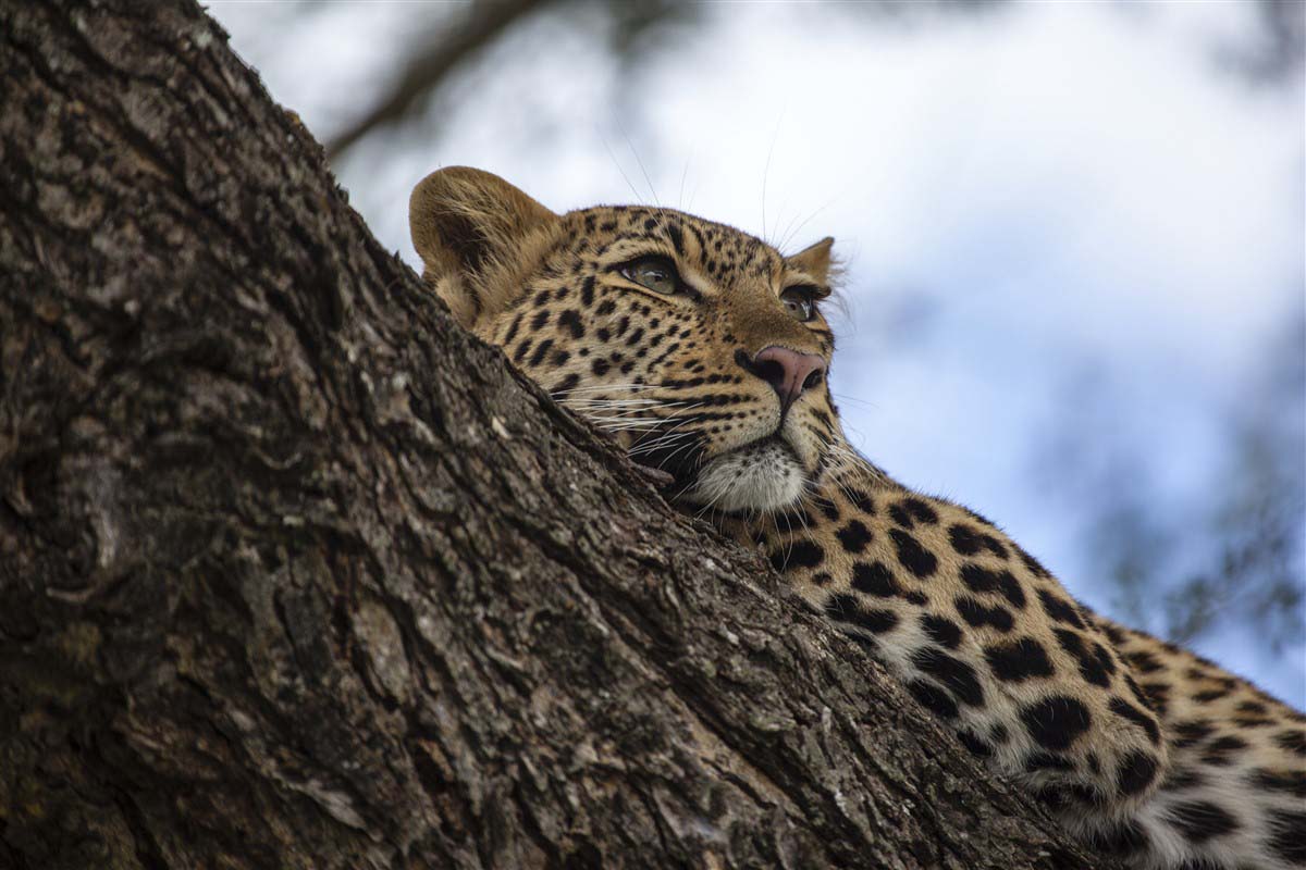 Leopoard - Kruger Park - Sout Africa