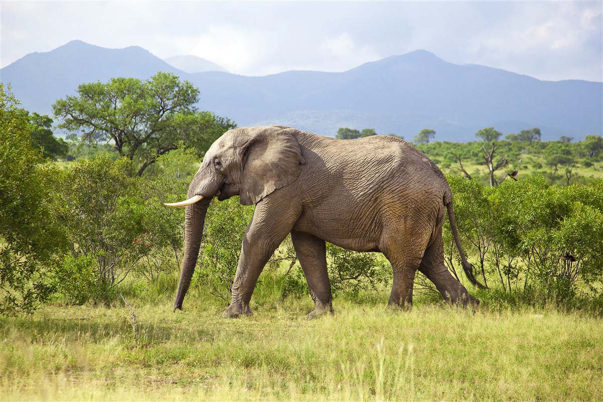 Elephant - South Africa