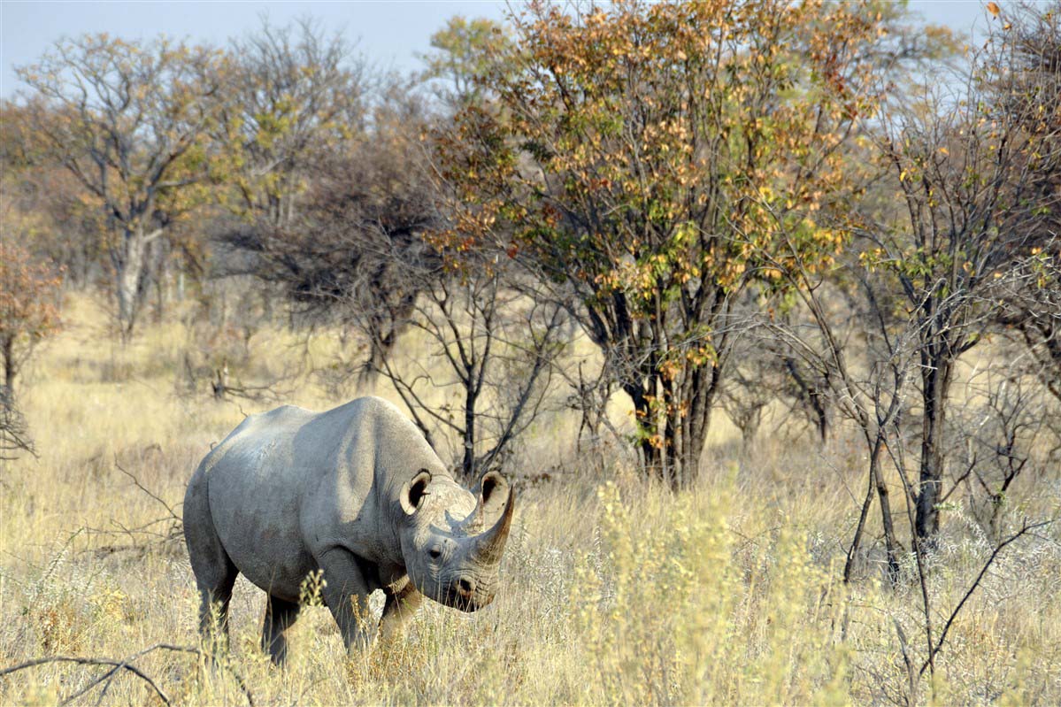 Rhinoceros in South Africa