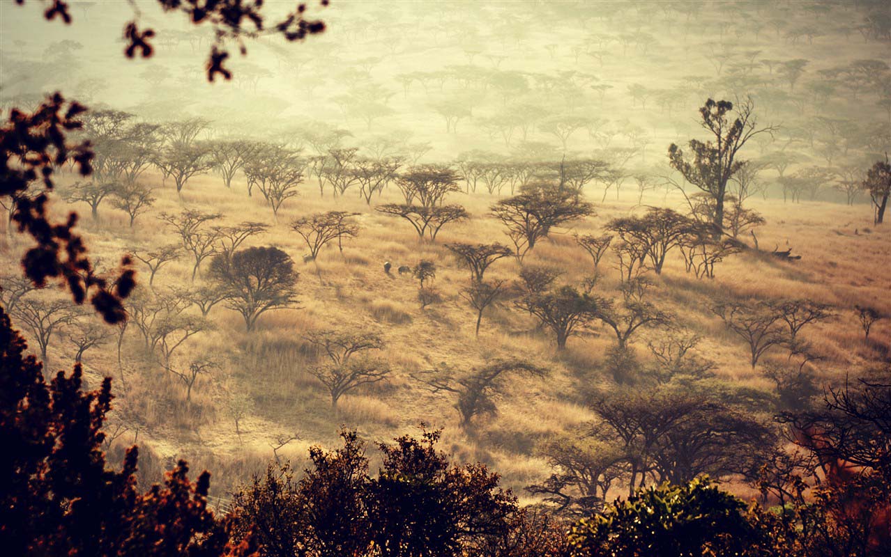 African bush - South Africa