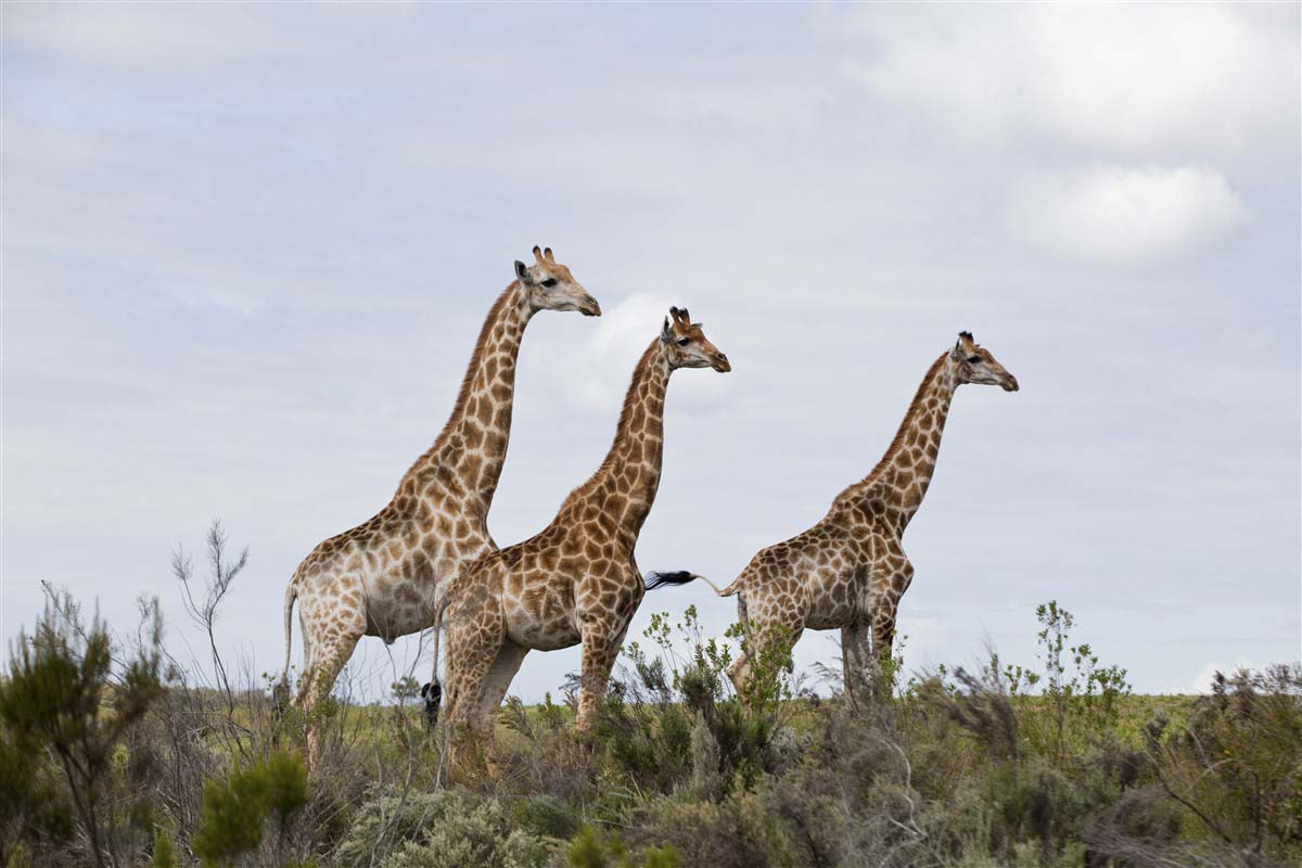 Giraffes - South Africa