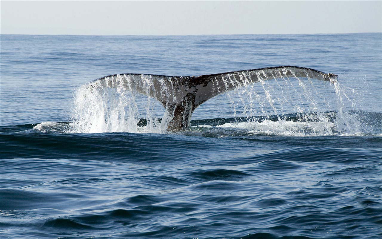 Whale - South Africa