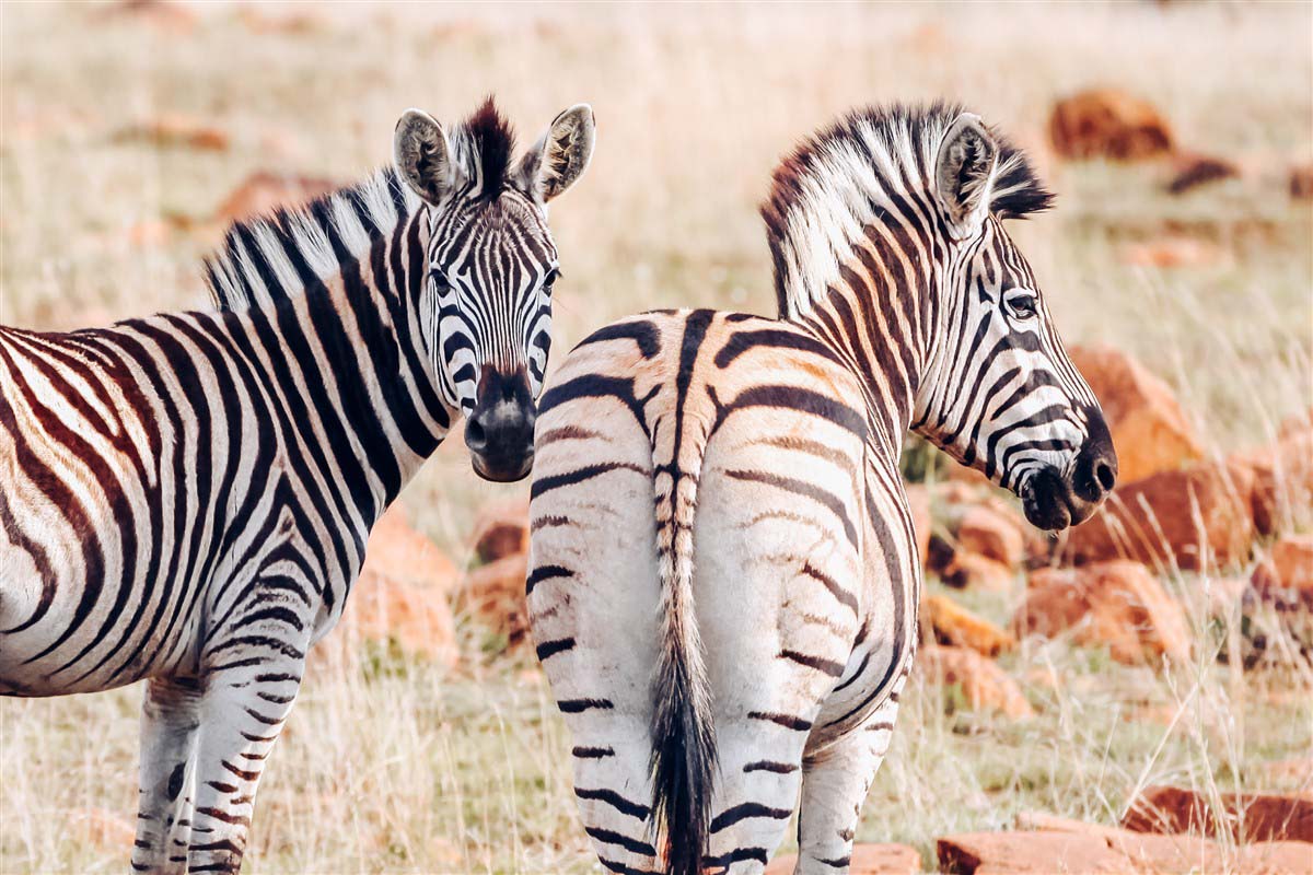Zebras in South Africa