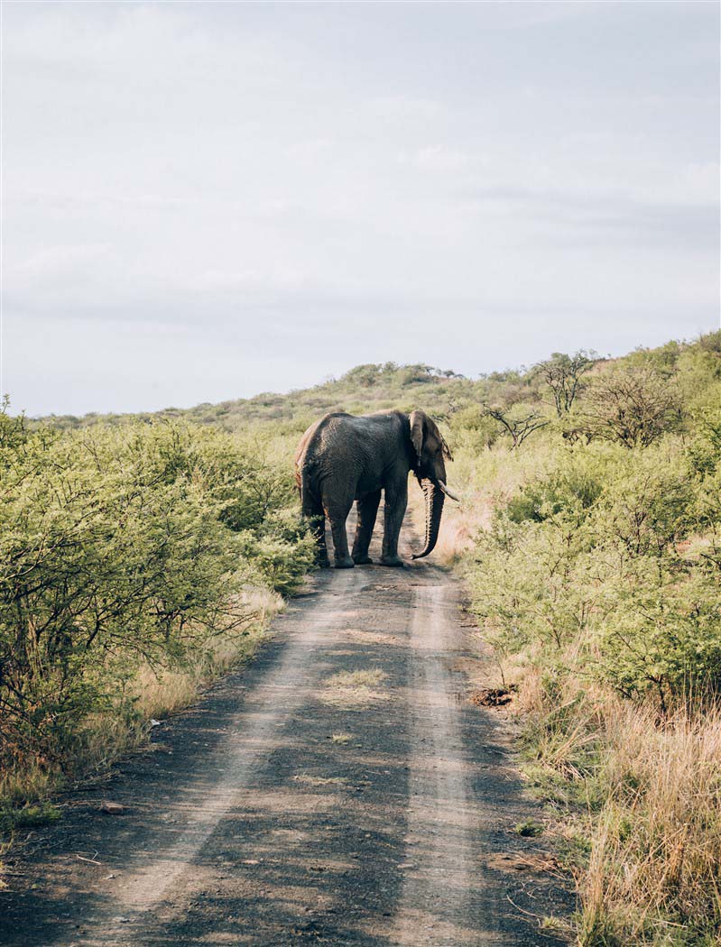 Elephant crossing the road in South Africa