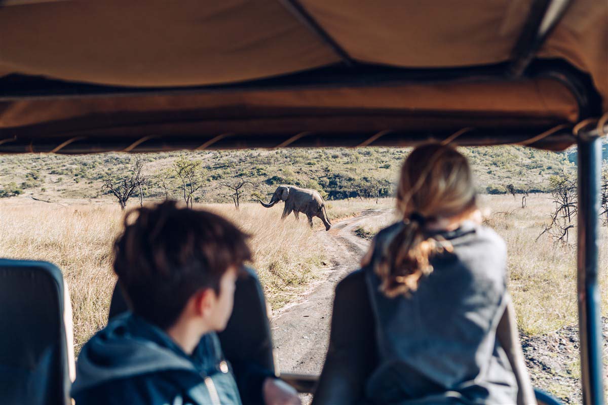 Elephant - Ladysmith - KwaZulu-Natal - South Africa