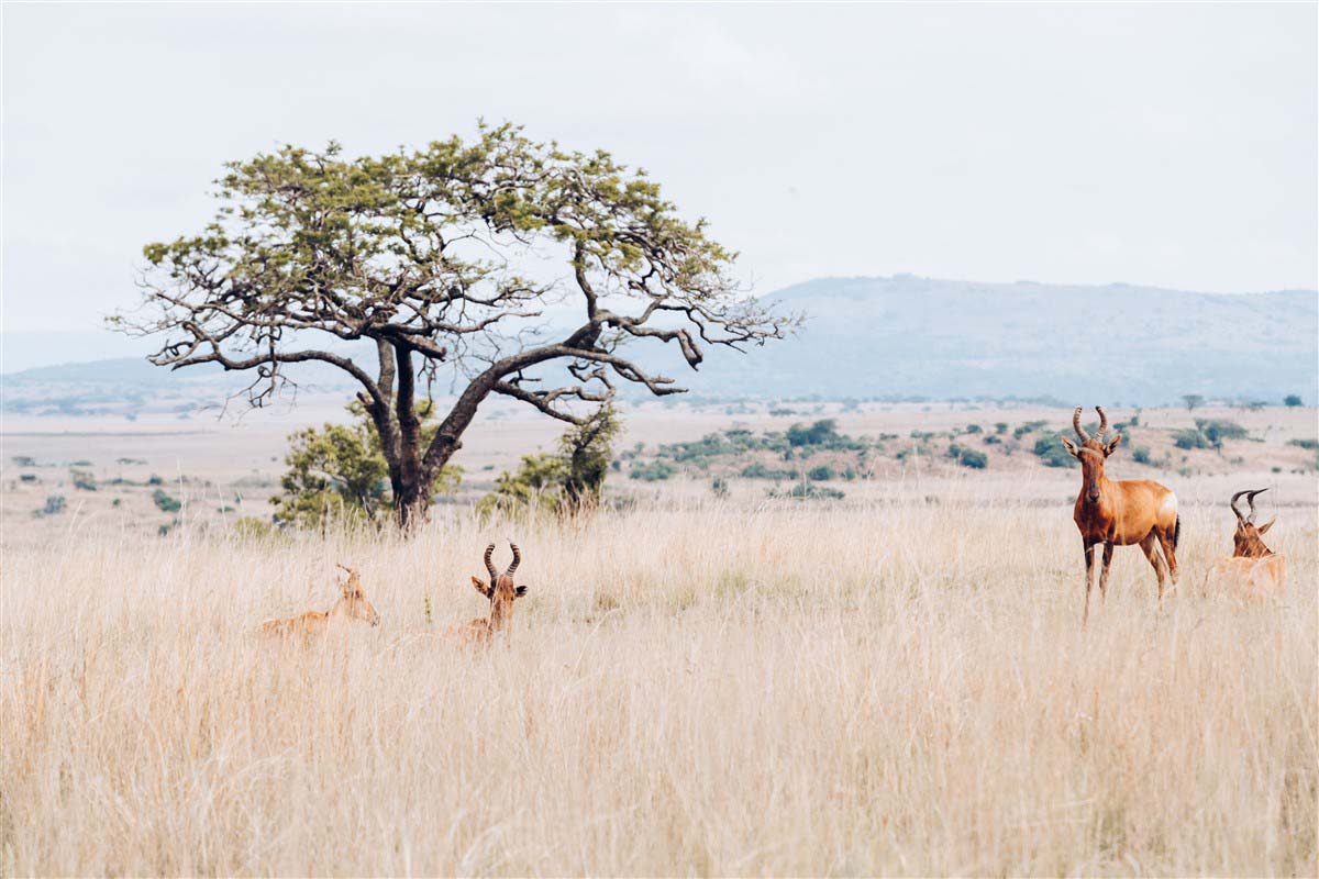 Antelope - Ladysmith - KwaZulu-Natal - South Africa