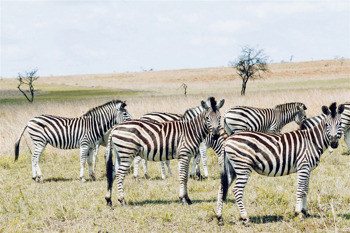Zebras - Ladysmith - KwaZulu-Natal - South Africa