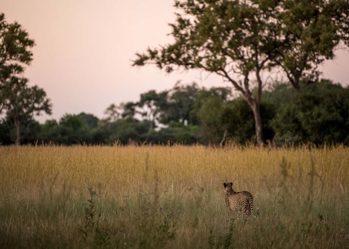 Leopoard in the bush - South Africa