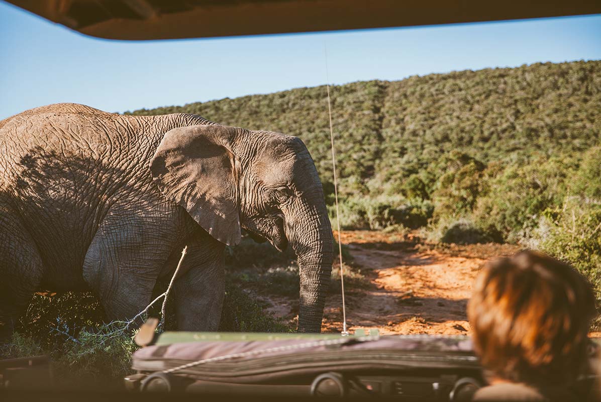 Safari in South Africa