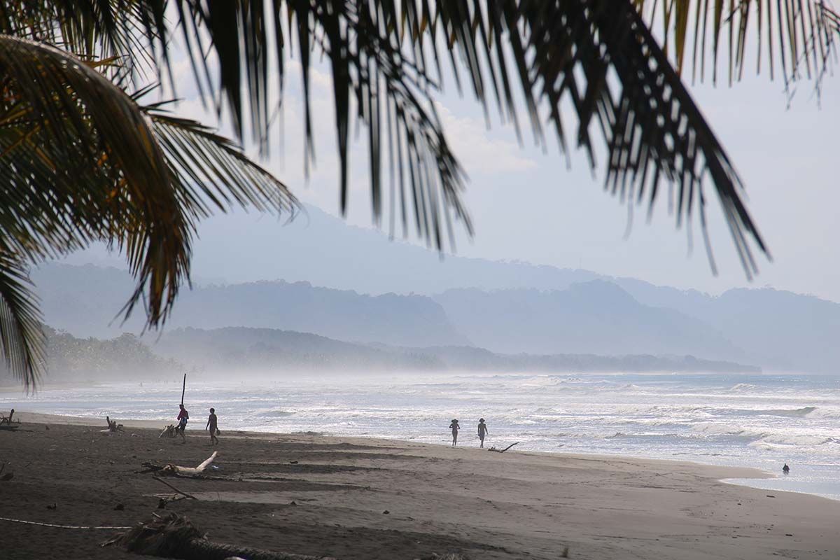Beach and palm trees - South Africa