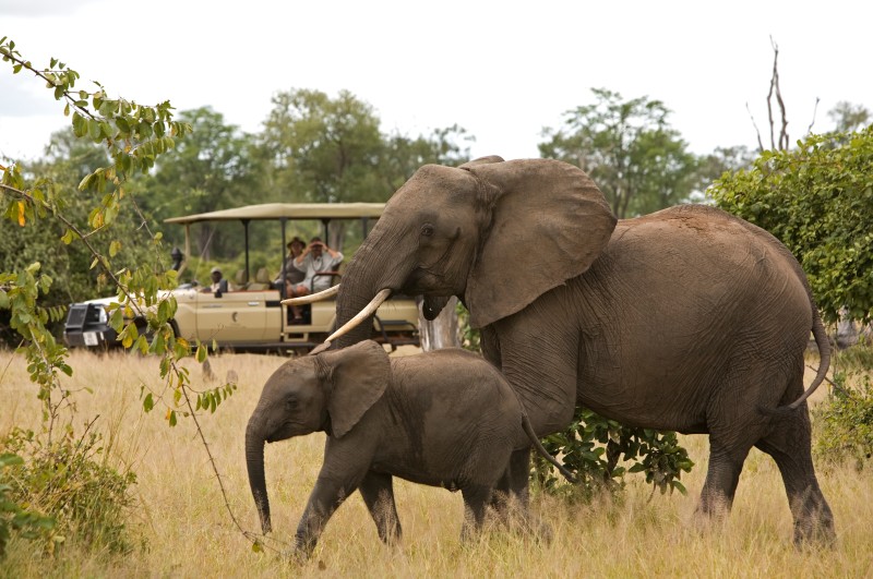 Elephants in Zambia