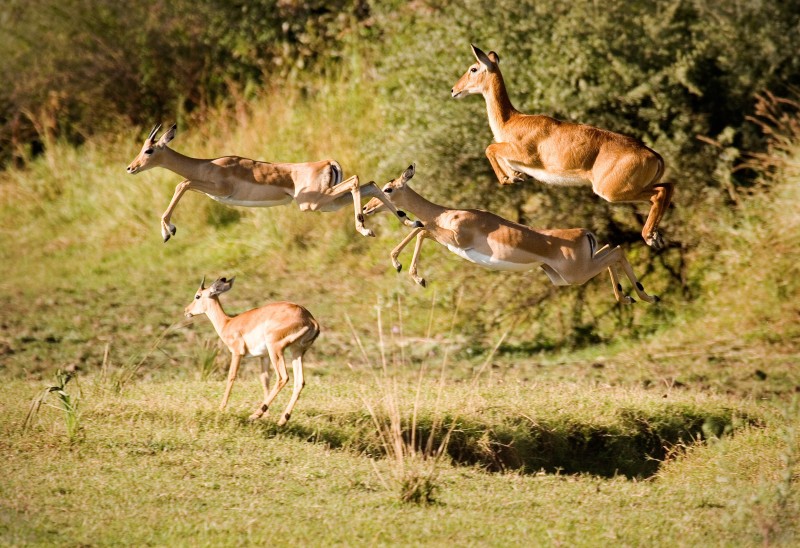 Antelopes - Zambia