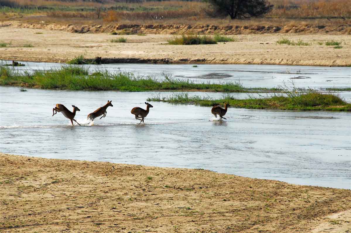 Antelopes in Luangwa National Park  - Zambia