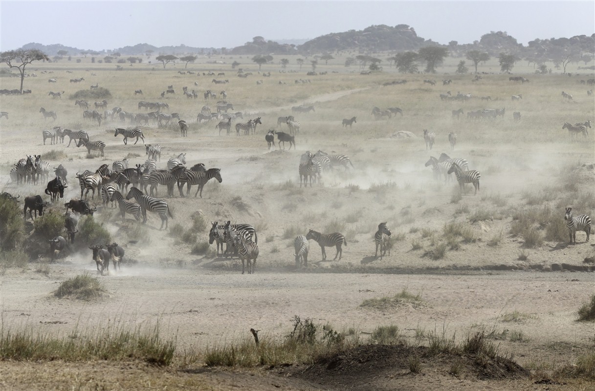 Zebras in Zimbabwe