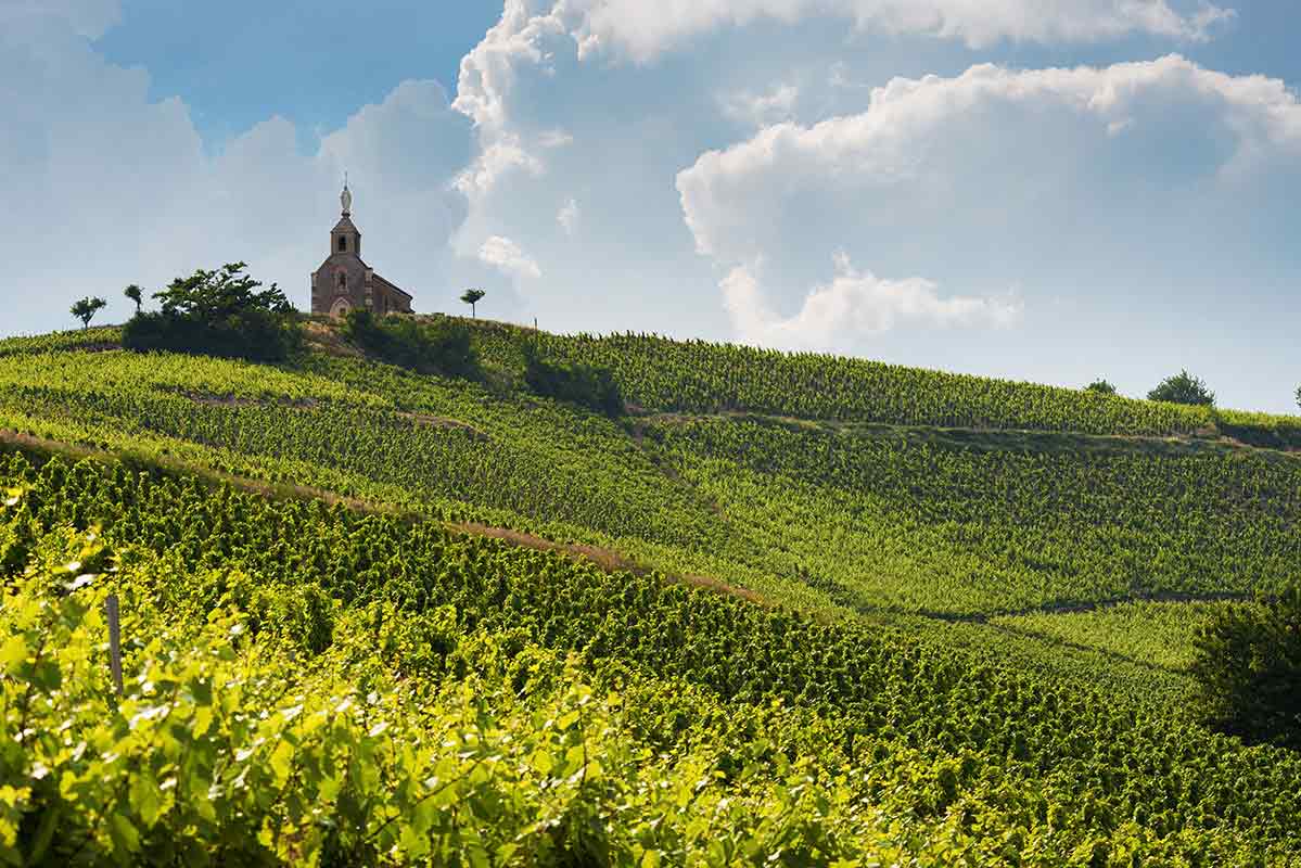 Vineyard - Burgundy - France